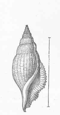 Varicospira