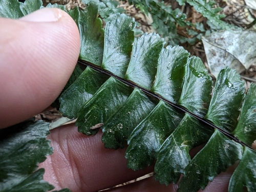 Image of Asplenium normale by (c) 潘立傑 LICHIEH_PAN, some rights reserved (CC BY)