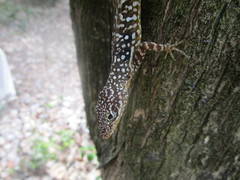 Anolis oculatus