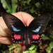 Parides lysander - Photo (c) Lepidoptera Colombiana 🇨🇴, algunos derechos reservados (CC BY-NC), subido por Lepidoptera Colombiana 🇨🇴