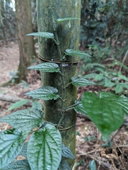 Piper laosanum, photograph 潘立傑 LICHIEH_PAN, CC BY, iNaturalist via GBIF