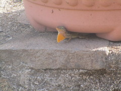 Anolis oculatus