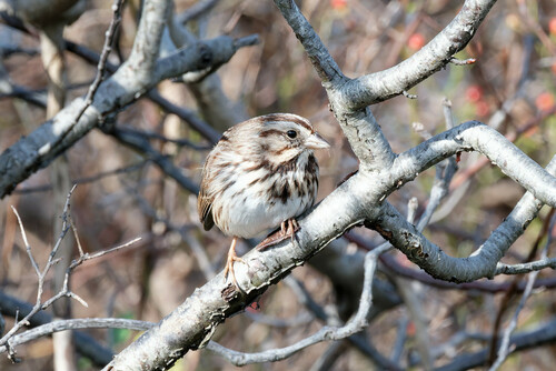 Song Sparrow photographed in New York