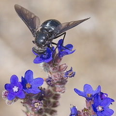 Pangonius funebris