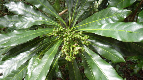 Meryta angustifolia observed 2023-09-12
