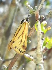 Setina aurita