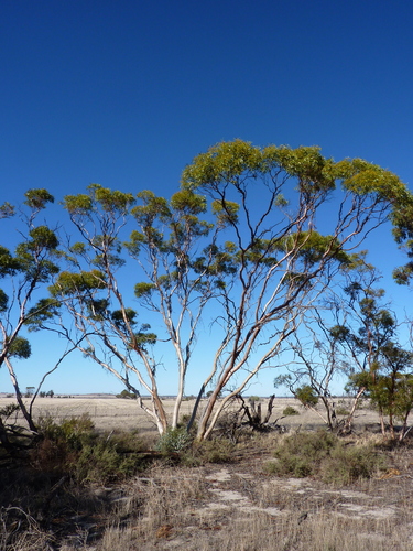 Eucalyptus ecdysiastes 3