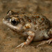 Howard River Toadlet - Photo (c) Matt Clancy, some rights reserved (CC BY-NC), uploaded by Matt Clancy