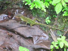 Anolis oculatus