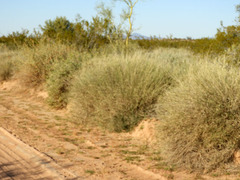 Hilaria rigida