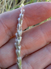 Hilaria rigida