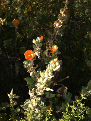 Sphaeralcea coulteri