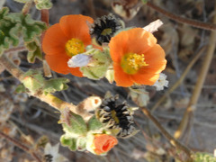 Sphaeralcea coulteri