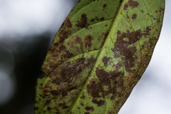 Leptopholcus huongson