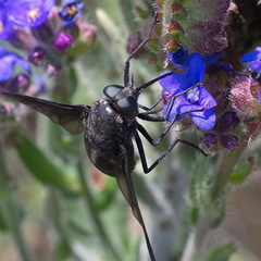 Pangonius funebris