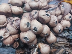 Apioperdon pyriforme image