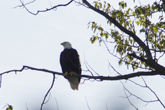 Haliaeetus leucocephalus washingtoniensis