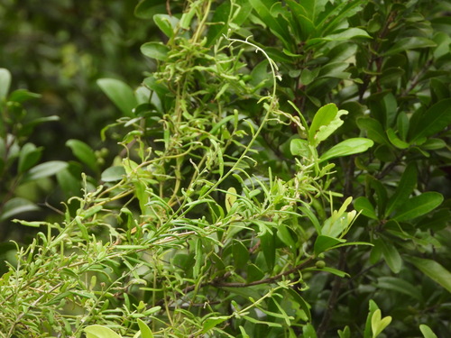 Image of Jacquemontia havanensis by (c) Jared Shorma, some rights reserved (CC BY)