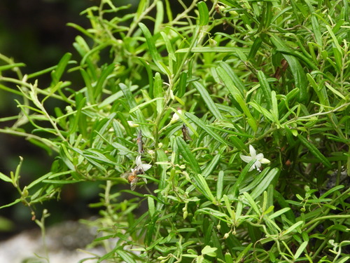 Image of Jacquemontia havanensis by (c) Jared Shorma, some rights reserved (CC BY)