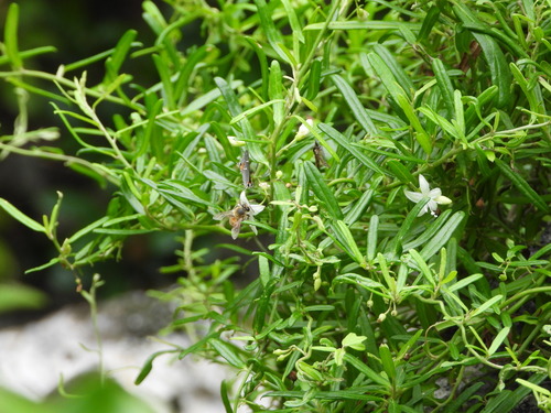 Image of Jacquemontia havanensis by (c) Jared Shorma, some rights reserved (CC BY)