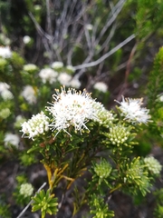 Agathosma gonaquensis