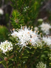 Agathosma gonaquensis