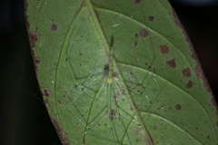 Leptopholcus huongson