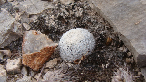 Image of Mammillaria lasiacantha by no rights reserved