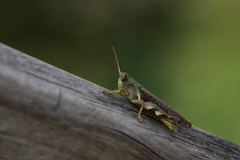 Xenocatantops brachycerus