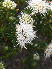 Agathosma gonaquensis