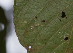 Leptopholcus huongson