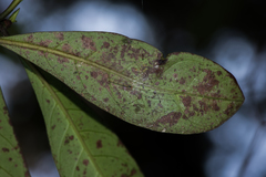 Leptopholcus huongson