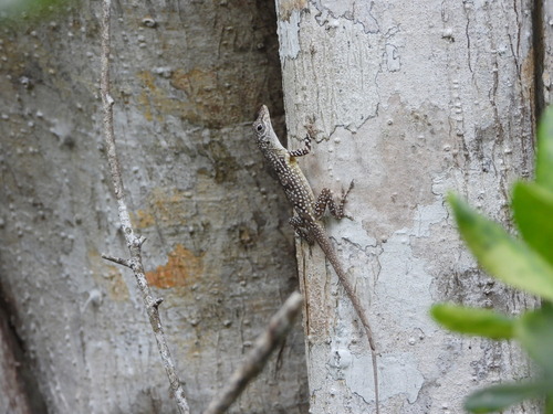 Grand Cayman Anole, Anolis conspersus