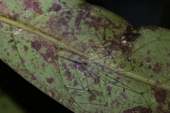 Leptopholcus huongson