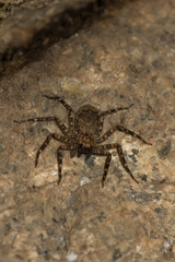 Siamspinops