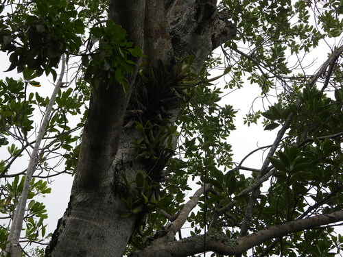 Myrmecophila thomsoniana, photograph 6