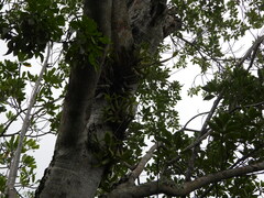 Myrmecophila thomsoniana, photograph (c) Jared Shorma, some rights reserved (CC BY)