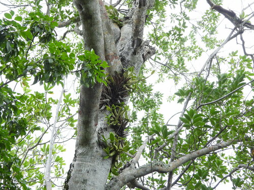 Image of Myrmecophila thomsoniana by (c) Jared Shorma, some rights reserved (CC BY)