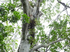 (c) Jared Shorma, some rights reserved (CC BY) Myrmecophila thomsoniana, photograph (c) Jared Shorma, some rights reserved (CC BY)