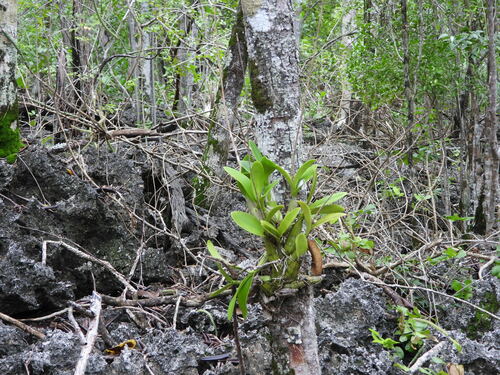 Myrmecophila thomsoniana, photograph 4