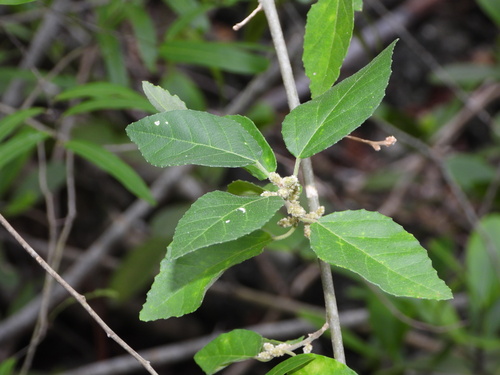 Caribbean myrtlecroton (Bernardia dichotoma)