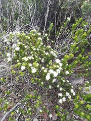 Agathosma gonaquensis