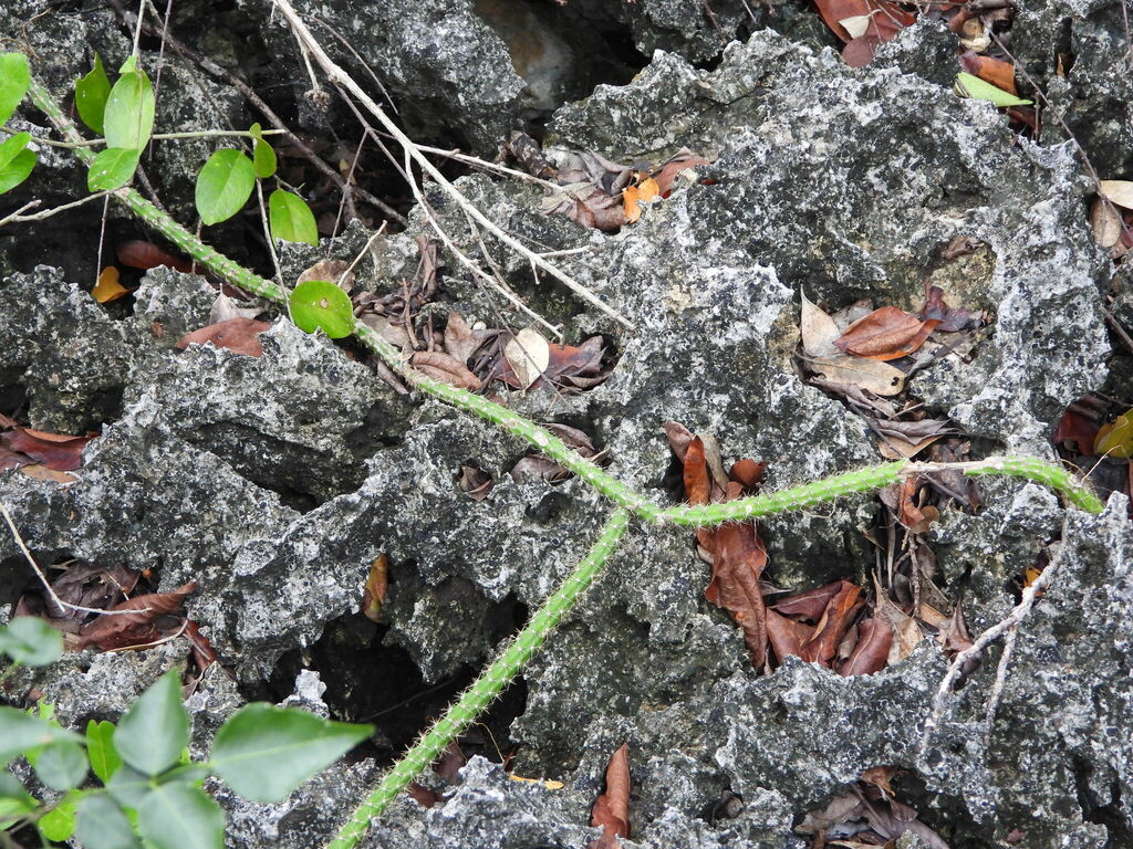 Lưỡi long – Selenicereus grandiflorus