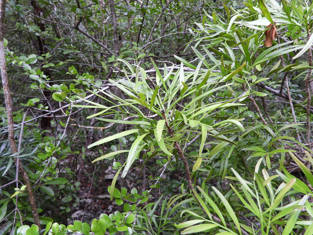 Phyllanthus angustifolius; photograph (c) Jared Shorma, some rights reserved (CC BY)