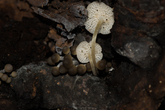 Filoboletus