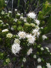 Agathosma gonaquensis