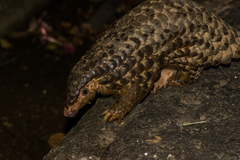 Manis pentadactyla pentadactyla