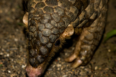 Manis pentadactyla pentadactyla