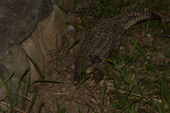 Manis pentadactyla pentadactyla