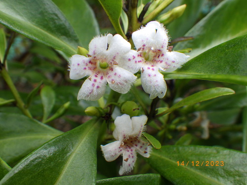 Myoporum obscurum